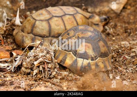 Zwei männliche Angulatschildkröten kämpfen auf einigen Steinstufen in einem Garten in Kapstadt um ein Weibchen. Stockfoto