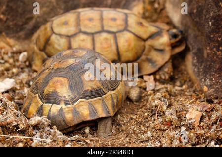 Zwei männliche Angulatschildkröten kämpfen auf einigen Steinstufen in einem Garten in Kapstadt um ein Weibchen. Stockfoto