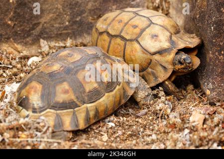 Zwei männliche Angulatschildkröten kämpfen auf einigen Steinstufen in einem Garten in Kapstadt um ein Weibchen. Stockfoto