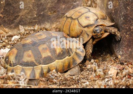 Zwei männliche Angulatschildkröten kämpfen auf einigen Steinstufen in einem Garten in Kapstadt um ein Weibchen. Stockfoto