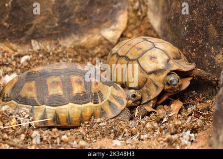 Zwei männliche Angulatschildkröten kämpfen auf einigen Steinstufen in einem Garten in Kapstadt um ein Weibchen. Stockfoto