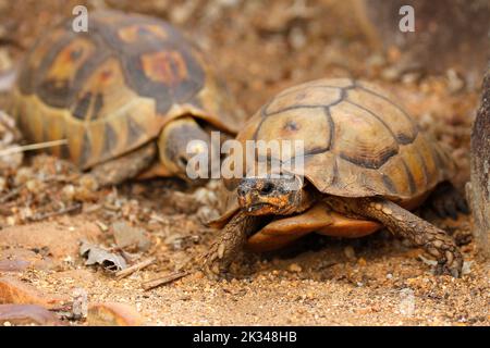 Zwei männliche Angulatschildkröten kämpfen auf einigen Steinstufen in einem Garten in Kapstadt um ein Weibchen. Stockfoto