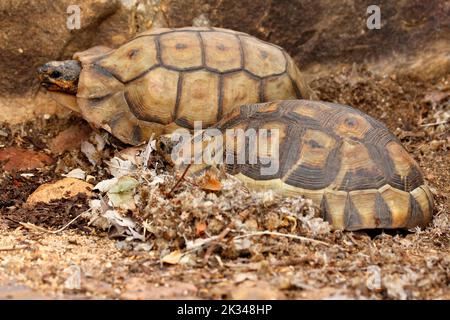 Zwei männliche Angulatschildkröten kämpfen auf einigen Steinstufen in einem Garten in Kapstadt um ein Weibchen. Stockfoto