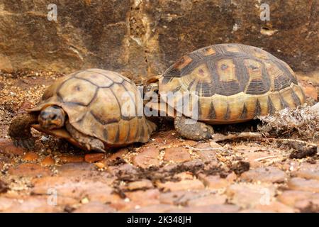 Zwei männliche Angulatschildkröten kämpfen auf einigen Steinstufen in einem Garten in Kapstadt um ein Weibchen. Stockfoto