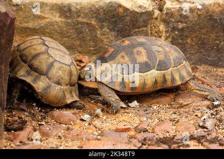 Zwei männliche Angulatschildkröten kämpfen auf einigen Steinstufen in einem Garten in Kapstadt um ein Weibchen. Stockfoto