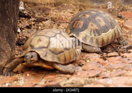 Zwei männliche Angulatschildkröten kämpfen auf einigen Steinstufen in einem Garten in Kapstadt um ein Weibchen. Stockfoto