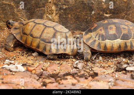 Zwei männliche Angulatschildkröten kämpfen auf einigen Steinstufen in einem Garten in Kapstadt um ein Weibchen. Stockfoto