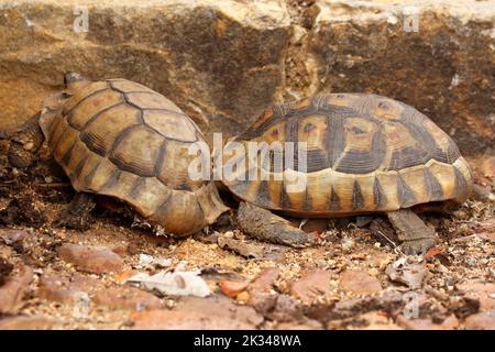 Zwei männliche Angulatschildkröten kämpfen auf einigen Steinstufen in einem Garten in Kapstadt um ein Weibchen. Stockfoto