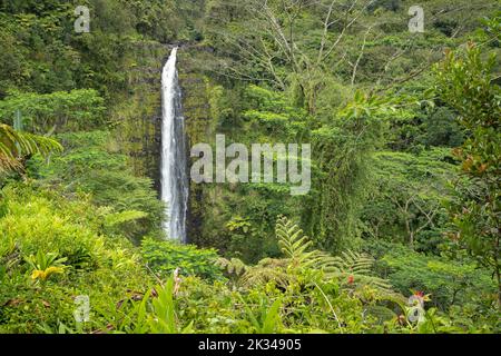 Akaka Falls, Akaka Falls State Park, Hilo, Big Island, Hawaii, USA, Nordamerika Stockfoto