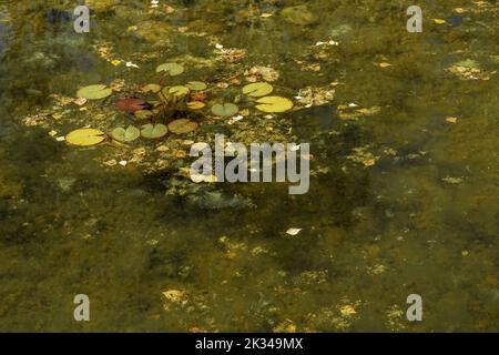 Malerischer Sumpf mit natürlichen bunten schwimmenden Seerosen. Stockfoto