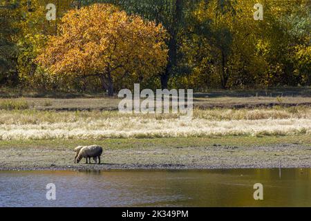 Ein Paar umarmende Schafe im Fluss auf dem Hintergrund der Farm. Stockfoto