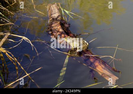 Ein grüner Frosch ruht auf einem Ast, der im See schwimmt. Stockfoto