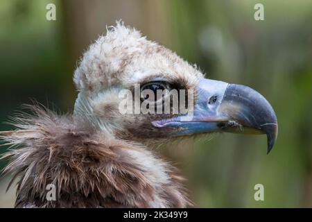 Geier (Aegypius monachus) oder Kuhvogelgeier, Deutschland Stockfoto
