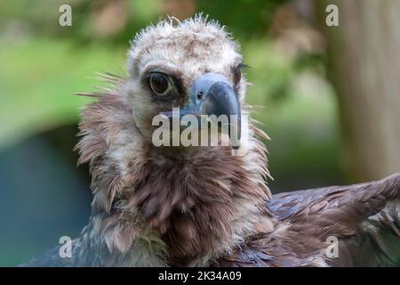 Geier (Aegypius monachus) oder Kuhvogelgeier, Deutschland Stockfoto