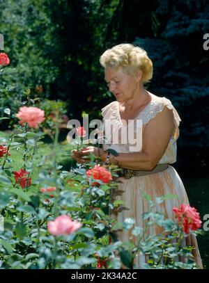 Ältere Frau im Garten, Rosenpflaster Alte Frau im Garten, Rosenpflaster Stockfoto