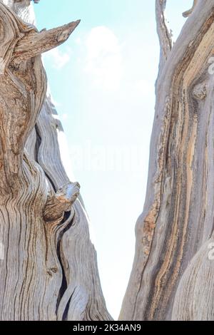 Totes Holz in der Wüste Stockfoto