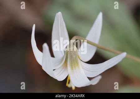 Eine Nahaufnahme einer weißen Fawnlilie (Erythronium albidum) Blume Stockfoto