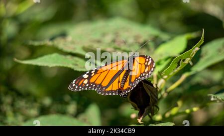 Monarch Schmetterling landet auf verfallenen Blume des Gartenbusches. Stockfoto
