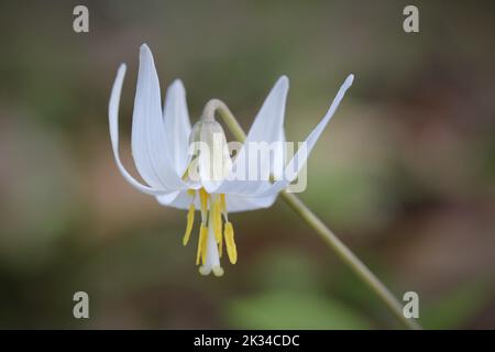 Eine Nahaufnahme einer weißen Fawnlilie (Erythronium albidum) Blume Stockfoto