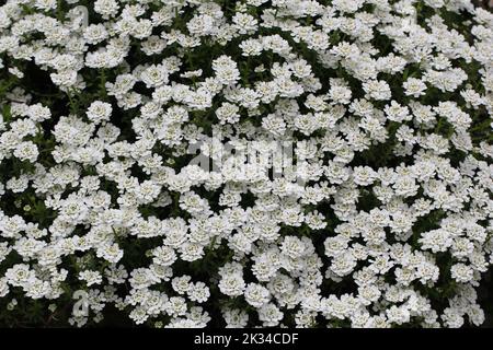 Eine Nahaufnahme immergrüner Candytuft (Iberis sempervirens) Blumen Stockfoto
