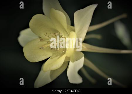 Eine Nahaufnahme einer goldenen Kolumbinblüte (Aquilegia chrysantha) Stockfoto