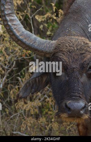 Das Gesicht eines großen Wasserbüffels aus einem ausgetrockneten Sumpfsee, der in Sri Lanka gefunden wurde; Bubalis arnee migona Hybrid Wasserbüffel Stockfoto