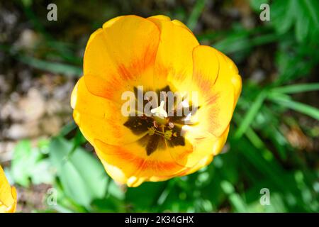 Blühende Tulpen im April in einem privaten italienischen Garten. Wissenschaftlicher Name Tulipa. Stockfoto