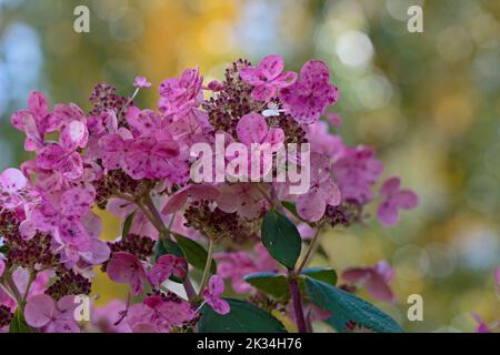 Lila Blüten eines Hortensienbusches im herbstlichen Licht Stockfoto