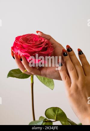 Rosa Rose in der Hand der Frau mit Maniküre auf weißem Hintergrund. Unbekannte kaukasische menschliche Hand streichelte Rosenknospen sanft Stockfoto