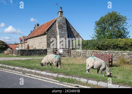 Schafe weiden in Goathland Dorf im North Yorkshire Moors Nationalpark. Stockfoto