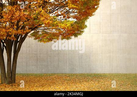 Ein gelb blättriger Zelkova Baum, der in der Herbststadt glänzt Stockfoto