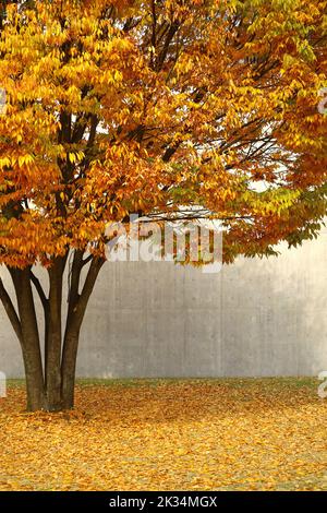 Ein gelb blättriger Zelkova Baum, der in der Herbststadt glänzt Stockfoto