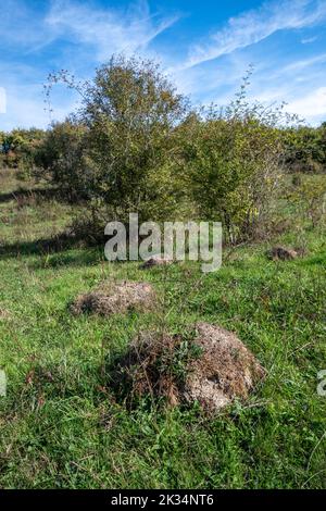 Furnace Meadow, biodiverses Grünlandgebiet im Ebernoe Common National Nature Reserve, West Sussex, England, UK Stockfoto