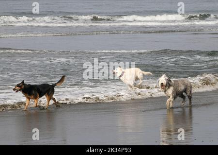 Drei Hunde am Pazifik laufen in den Wellen Stockfoto