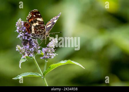Die Karte oder der Araschnia levana Schmetterling, der sich von einer Blume ernährt. Foto aufgenommen am 31.. Juli 2022 in Poiana Marului Reservat, Caras-Severin County, Stockfoto