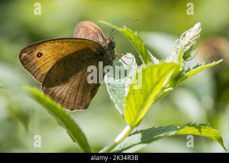 Nahaufnahme des Meadow Brown oder des auf einer Blume ruhenden Maniola jurtina-Schmetterlings. Das Foto wurde am 31.. Juli 2022 in der Poiana Marului Reservation aufgenommen Stockfoto