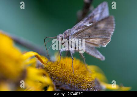 Nahaufnahme des Silbernen Y oder der Autographa-Gammastrammmotte, die sich mit Nektar auf einer Blume ernährt. Foto aufgenommen am 31.. Juli 2022 in Poiana Marului reserva Stockfoto