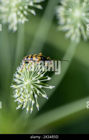 Nahaufnahme des Spotted Longhorn oder des Rutpela maculata Käfers, der sich mit Pollennektar aus einer Blume ernährt. Das Foto wurde am 31.. Juli 2022 auf dem POI aufgenommen Stockfoto