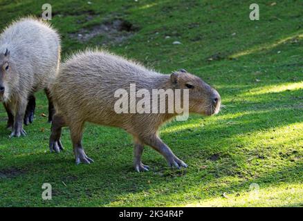 Capybara (Hydrochoerus hydrochaeris) im Zoo Wien Schönbrunn Stockfoto