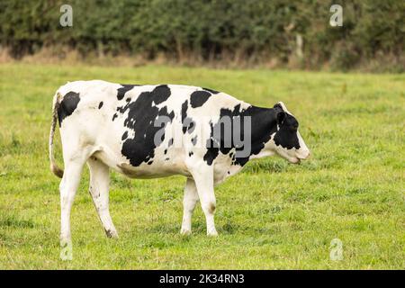 Schwarze und weiße Kühe grasen auf frischem Ackerland Stockfoto