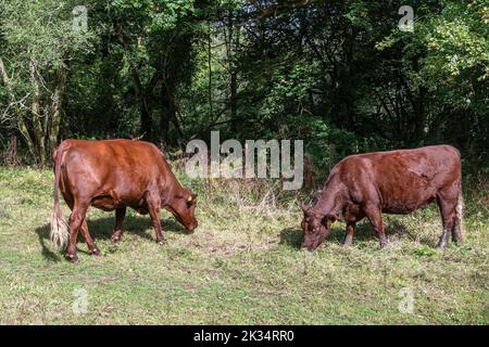 Ebernoe Gemeinsame Waldweide mit Red Ruby Devon-Rindern, einem National Nature Reserve in West Sussex, England, Großbritannien Stockfoto