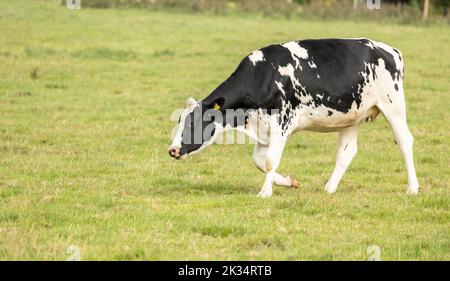 Schwarze und weiße Kuh, die über die Weide läuft Stockfoto