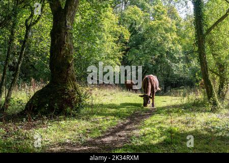 Ebernoe Gemeinsame Waldweide mit Red Ruby Devon-Rindern, einem National Nature Reserve in West Sussex, England, Großbritannien Stockfoto