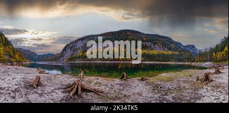 Baumstümpfe in der Nähe von Gosauseen oder Vorderer Gosausee, Oberösterreich. Farbenfrohe Herbstansicht des Bergsees mit klarem, transparentem Wasser Stockfoto