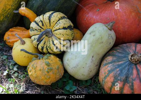 Bunte Kürbisse auf dem Boden. Herbstrückgrat. Halloween-Festival. Gemüsemarkt. Kürbisse Farm. Gartenarbeit Stockfoto