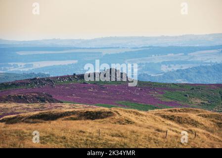 Schönes Sommertagslandschaftsbild des lebendigen Higger Tor Heidekrautbchens, das vom Stanage Edge im Peak District aus gesehen wird Stockfoto