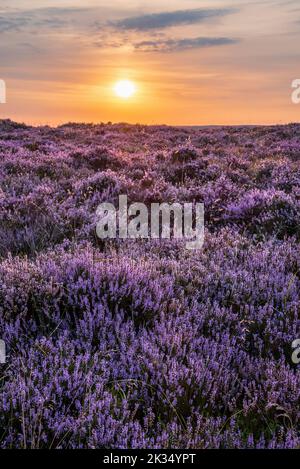 Atemberaubender spätsommerlicher Sonnenaufgang im Peak District über blühenden Heidefeldern rund um Higger Tor und Burbage Edge Stockfoto
