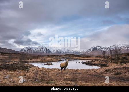 Composite-Bild von Rothirsch Hirsch in atemberaubenden Winter Panorama-Landschaft Bild der Bergkette vom Loch Ba in den schottischen Highlands mit dramatischen angesehen Stockfoto