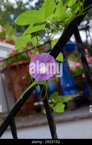 Einzelne lila Morgenblume mit Taufläufen. Liane und Blätter im Hintergrund mit weichem Fokus. Stockfoto