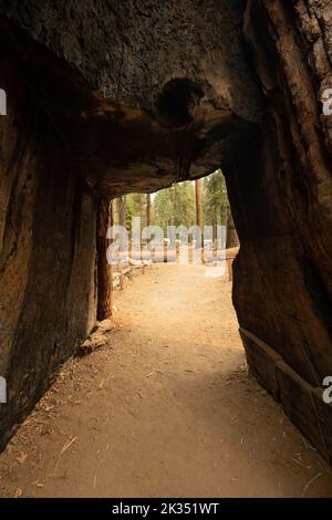 Große Öffnung des Mariposa Grove Tunnel Tree im Yosemite National Park Stockfoto